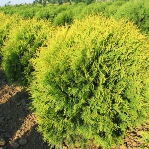 Саженец Туи западной Globosa Aurea-NB