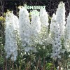 Комплект 5шт / Дельфиниум Мэджик Фонтейнс Пьюр Вайт: фото и описание