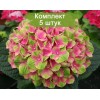 Саженцы гортензии крупнолистной Мэджикал аметист (Magical Amethyst) -  5 шт.