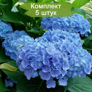 Комплект 5шт / Гортензия Сleopatra Blue (крупнолистная)