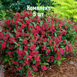 Комплект 5шт / Вейгела цветущая  Ред Принц
