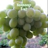 Комплект 5шт / Виноград Агадаи: фото и описание