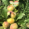 Комплект 5шт / Яблоня Каскад (колоновидная): фото и описание