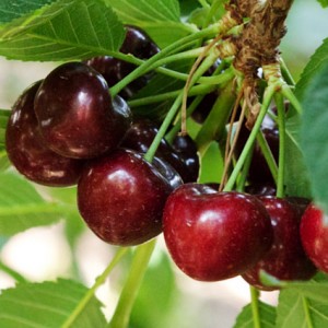 Вишня Кирина